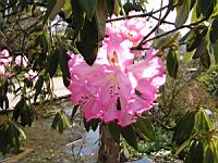 Rhododendron - Rhododendron Arboreum (fam Ericacees) (Himalaya, Inde) (01) (Photo F. Mrugala)